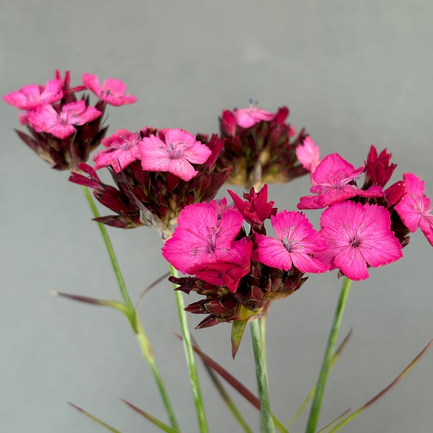 Dianthus ⁃ Organic Seed - Carthusian Pink