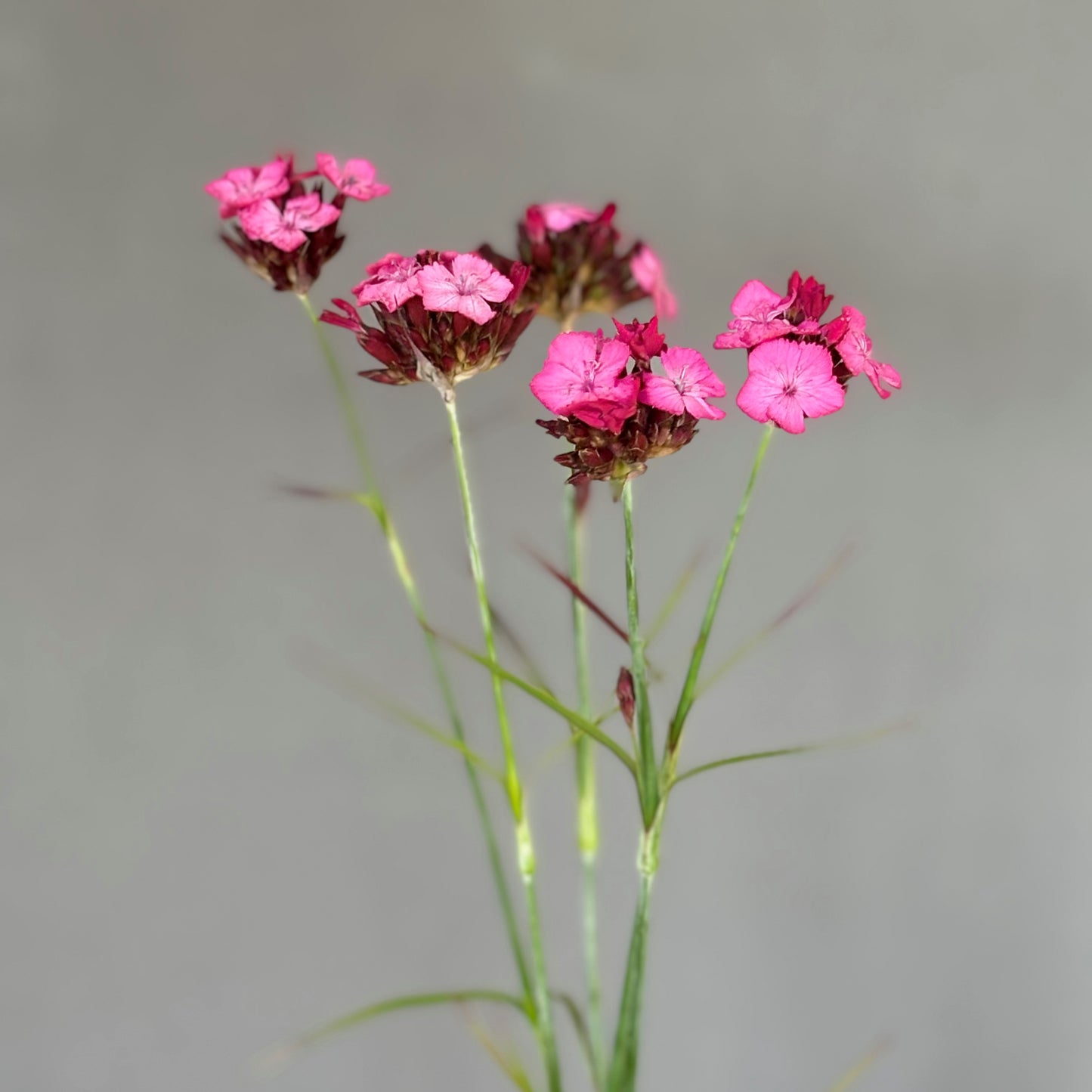 Dianthus ⁃ Organic Seed - Carthusian Pink
