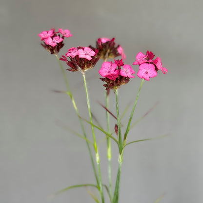 Dianthus ⁃ Organic Seed - Carthusian Pink