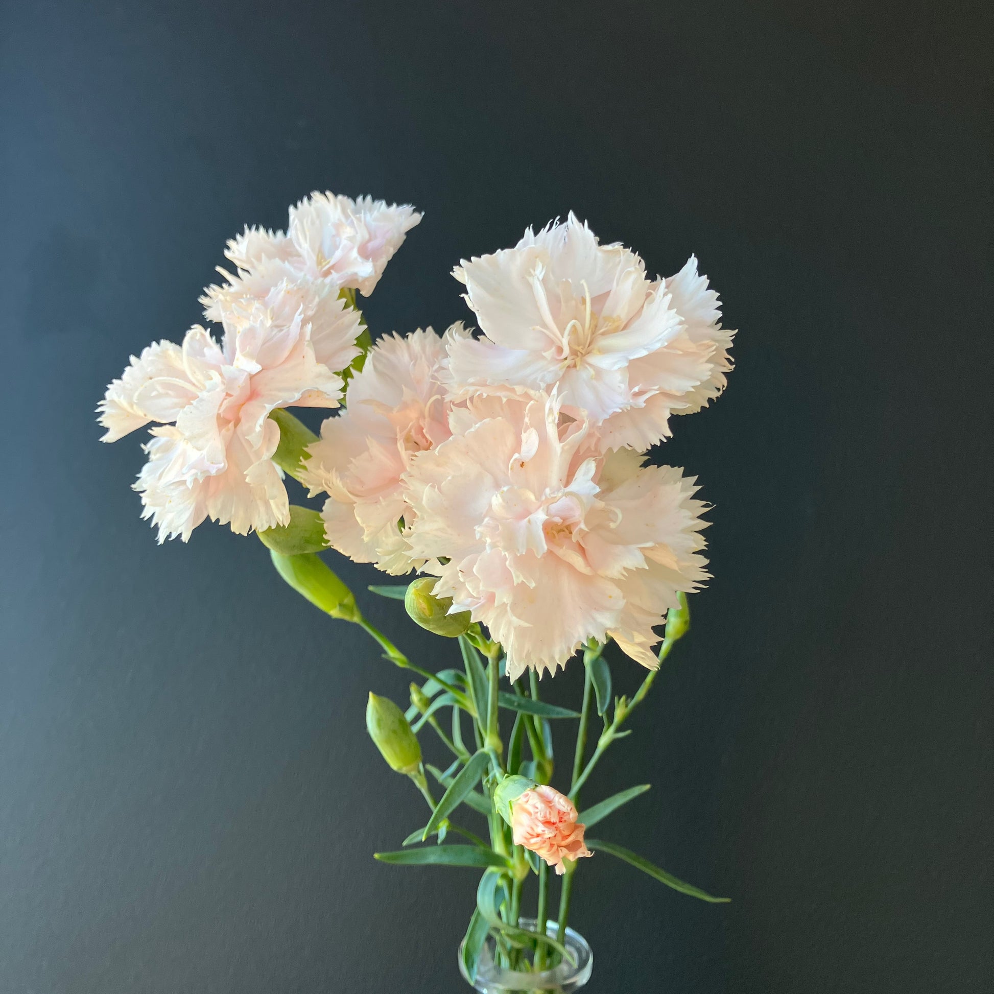 dianthus flower seed Dianthus ⁃ Organic Seed