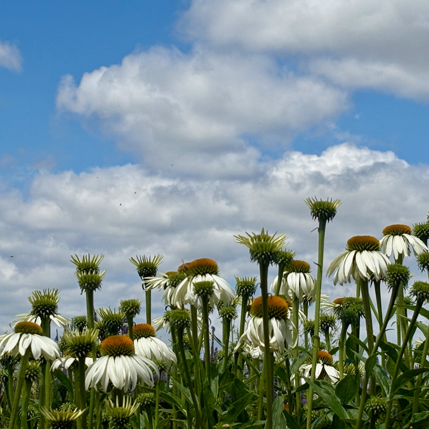 Echinacea ⁃ Organic Seed - White Swan