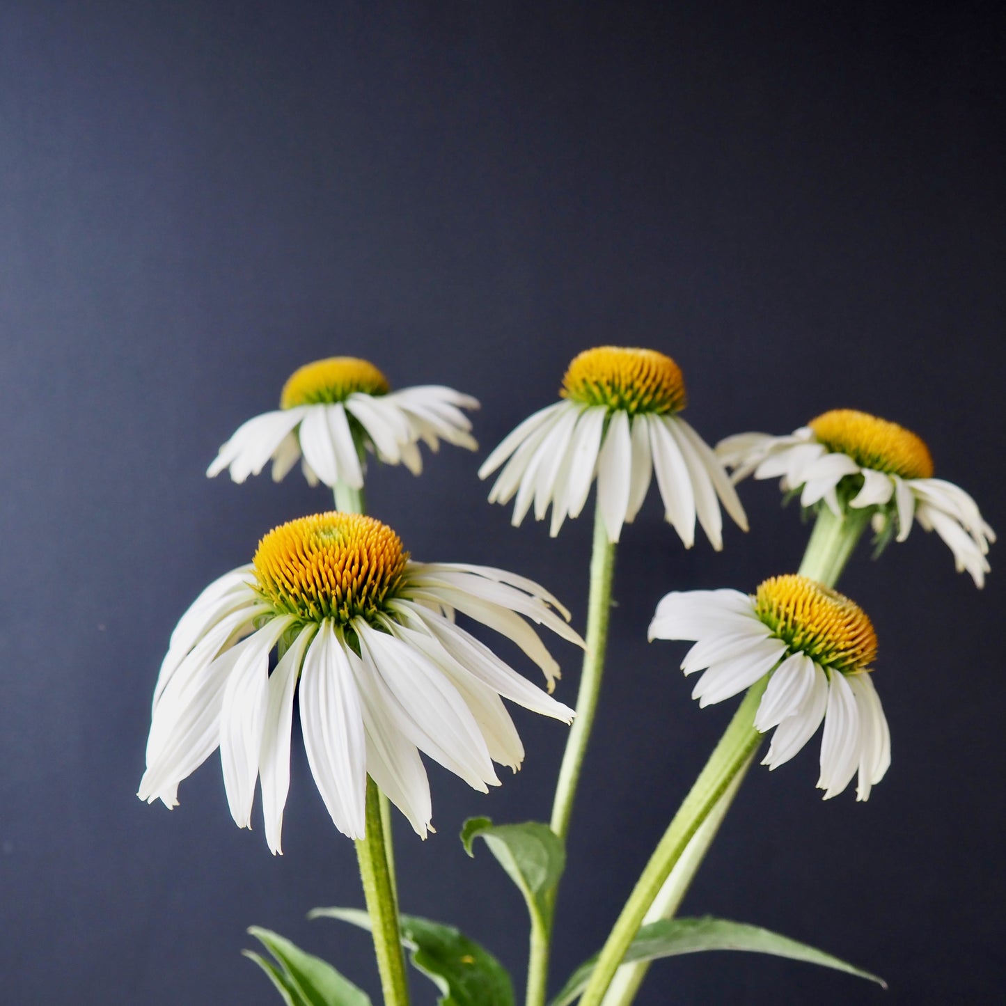 Echinacea ⁃ Organic Seed - White Swan