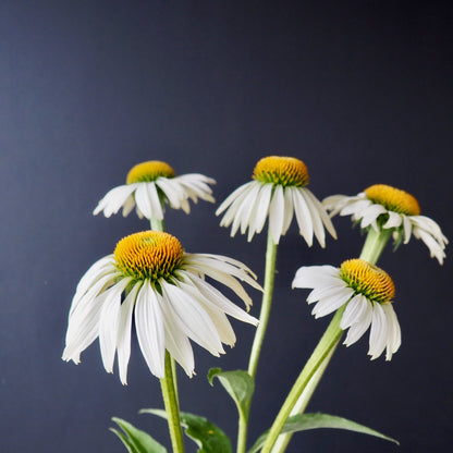 Echinacea ⁃ Organic Seed - White Swan