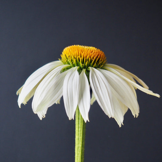 Echinacea - White Swan