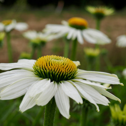 Echinacea ⁃ Organic Seed - White Swan