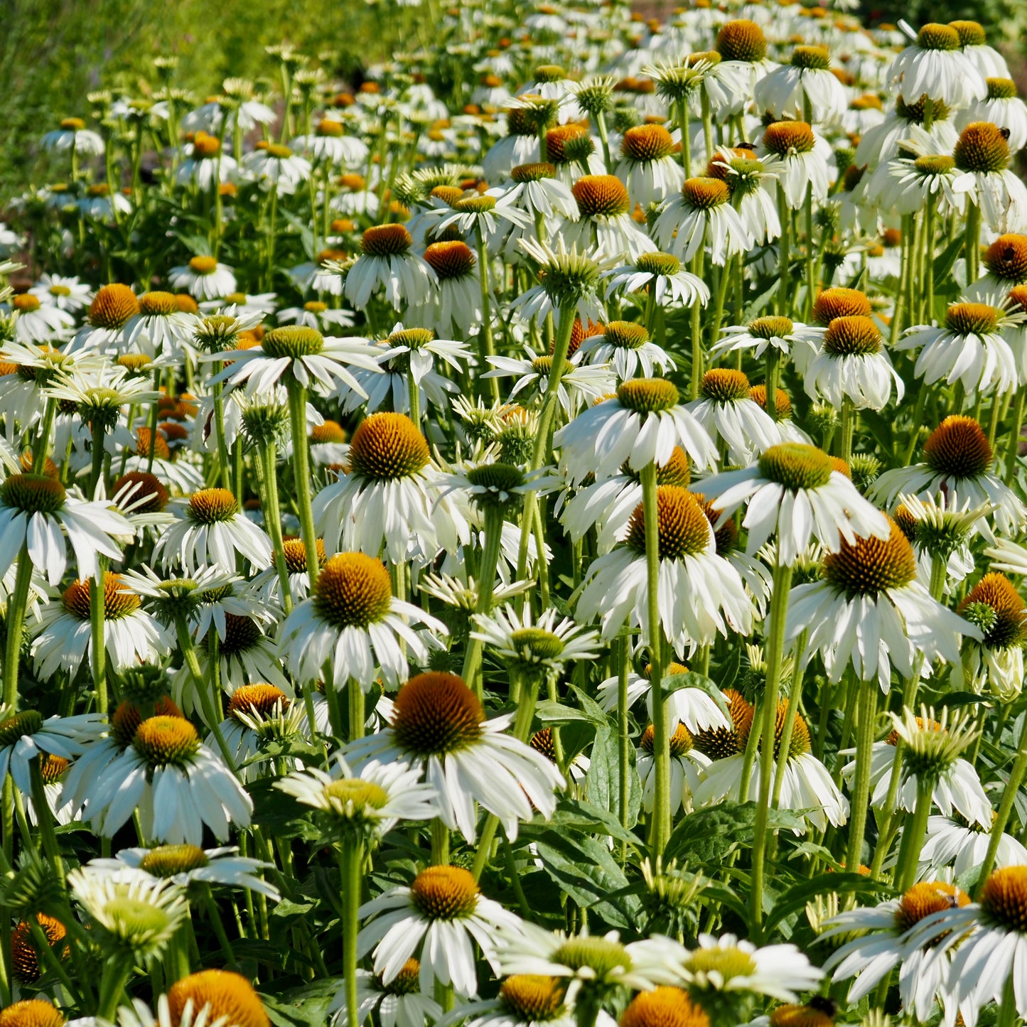 Echinacea ⁃ Organic Seed - White Swan