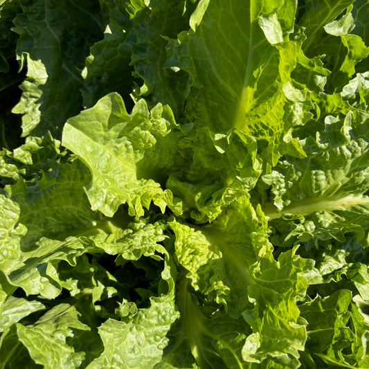 Endive - Riccia Pancalieri