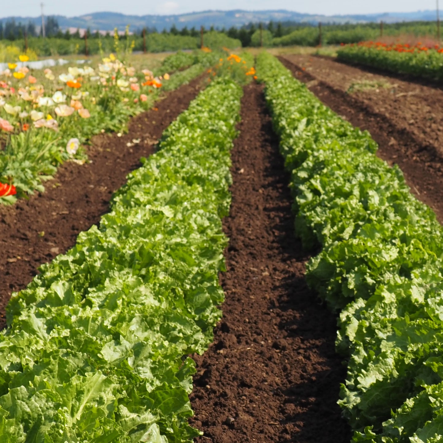Escarole ⁃ Organic Seed - Cornetto Bordeaux