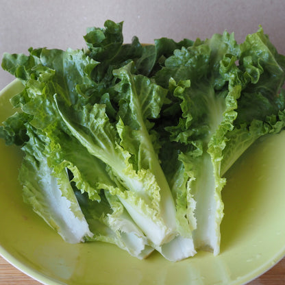 Escarole ⁃ Organic Seed - Cornetto Bordeaux