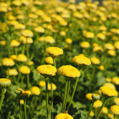 Feverfew - Sunny Ball