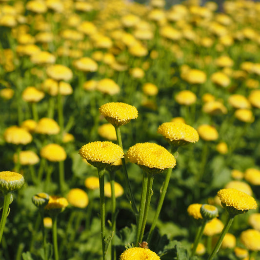 Feverfew - Sunny Ball