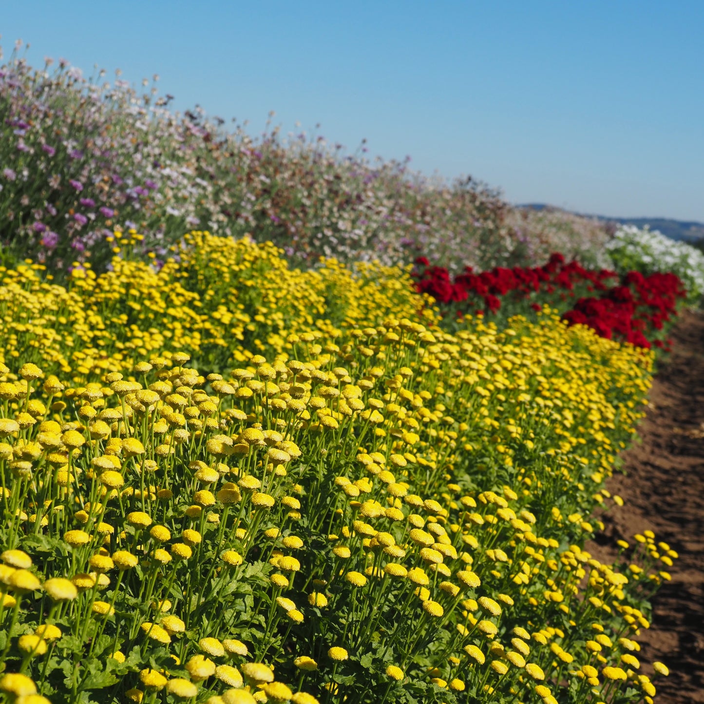 Feverfew - Sunny Ball