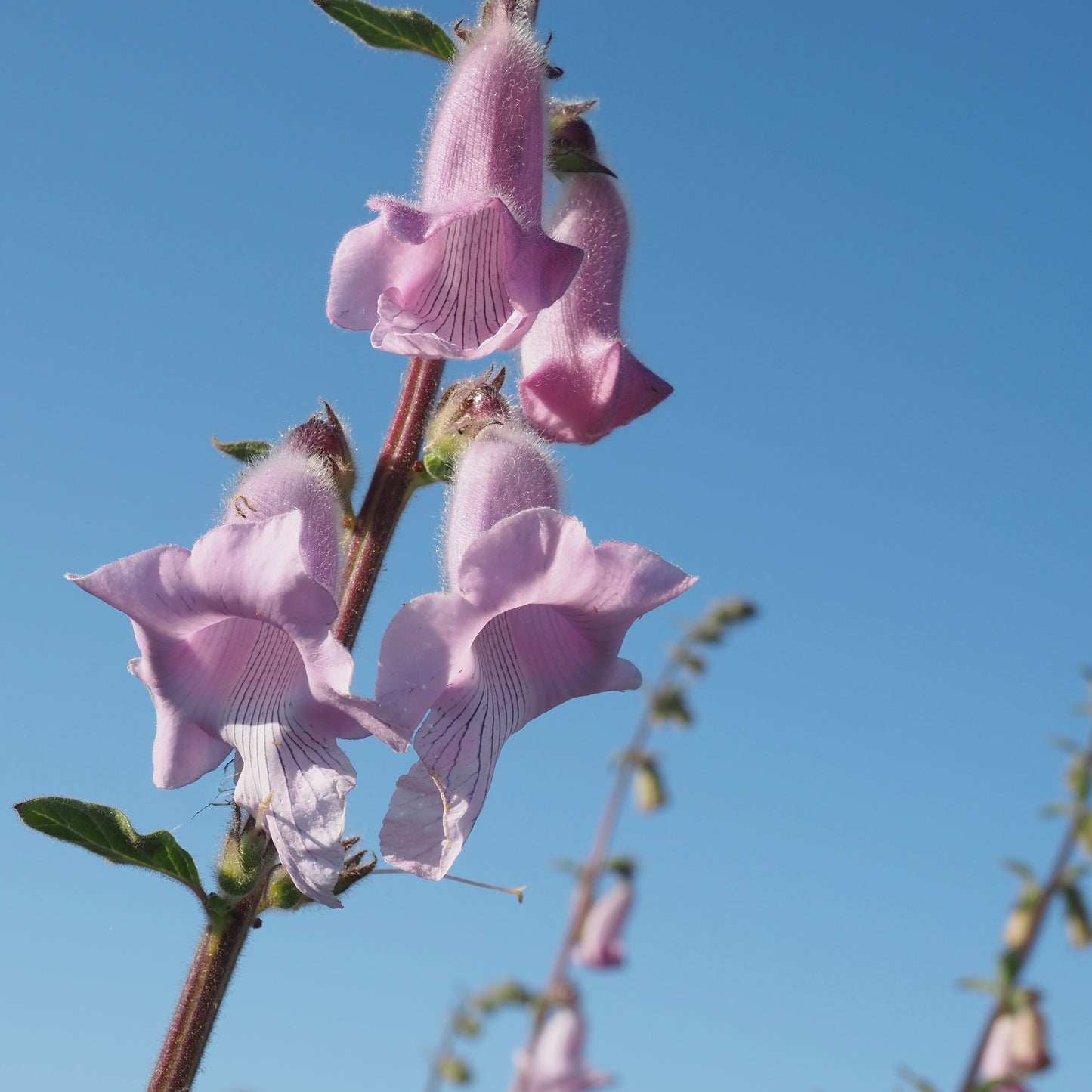 Foxglove, African - African Foxglove