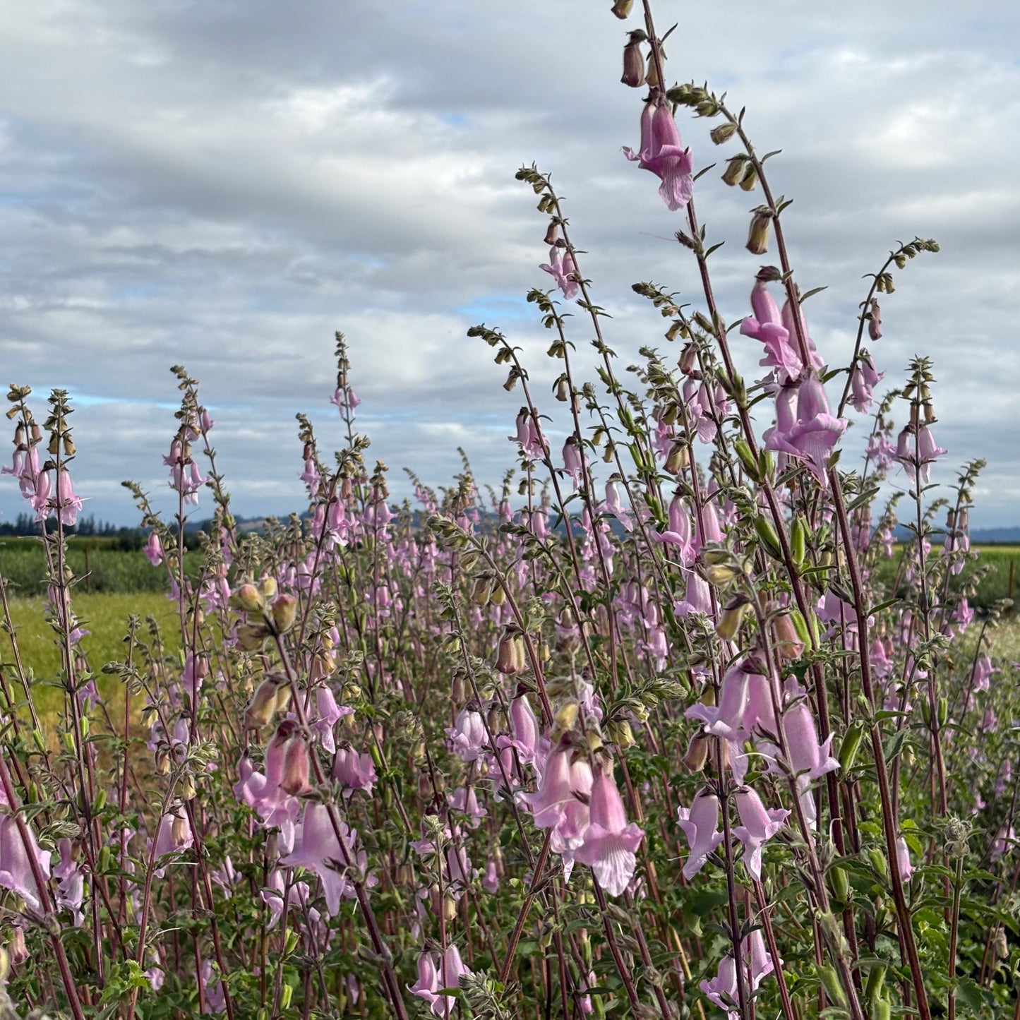 Foxglove, African - African Foxglove
