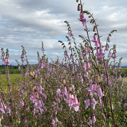 Foxglove, African - African Foxglove