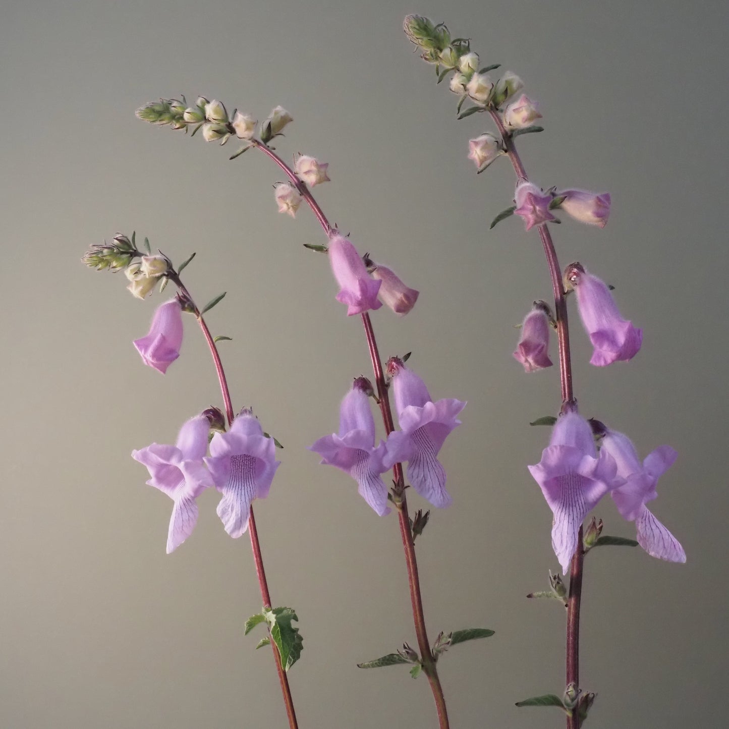 Foxglove, African - African Foxglove