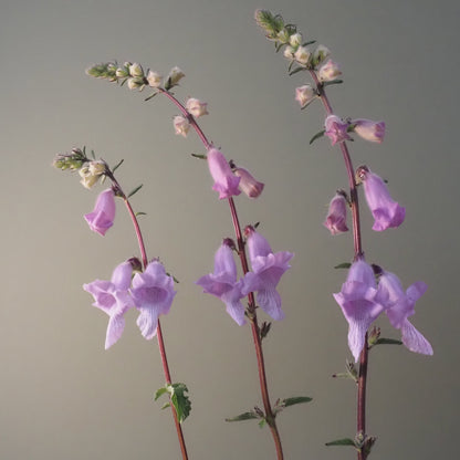 Foxglove, African - African Foxglove