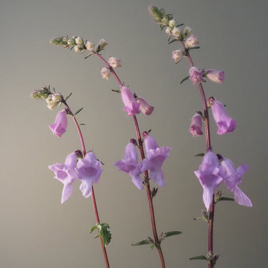 Foxglove, African - African Foxglove