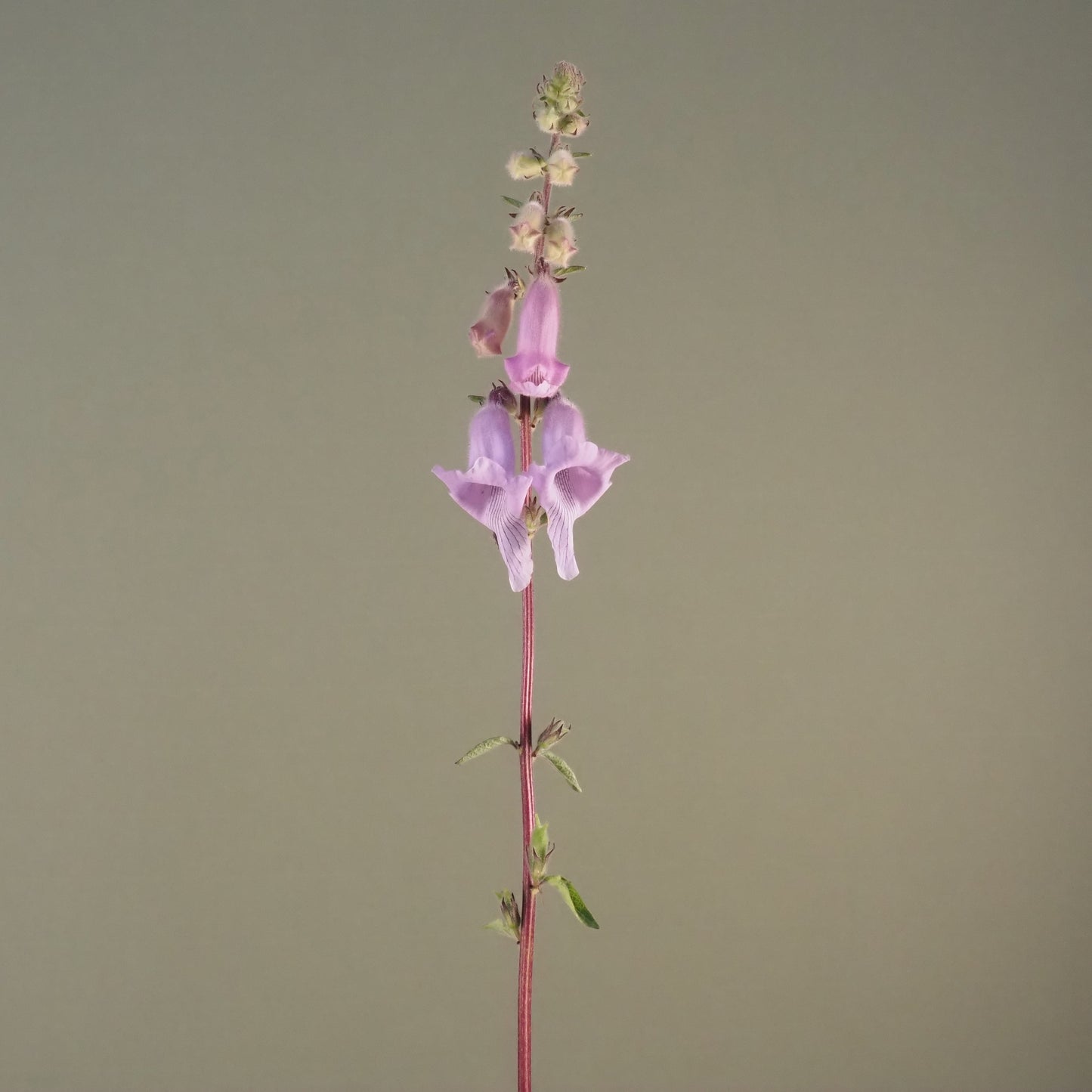 Foxglove, African - African Foxglove