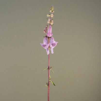 Foxglove, African - African Foxglove