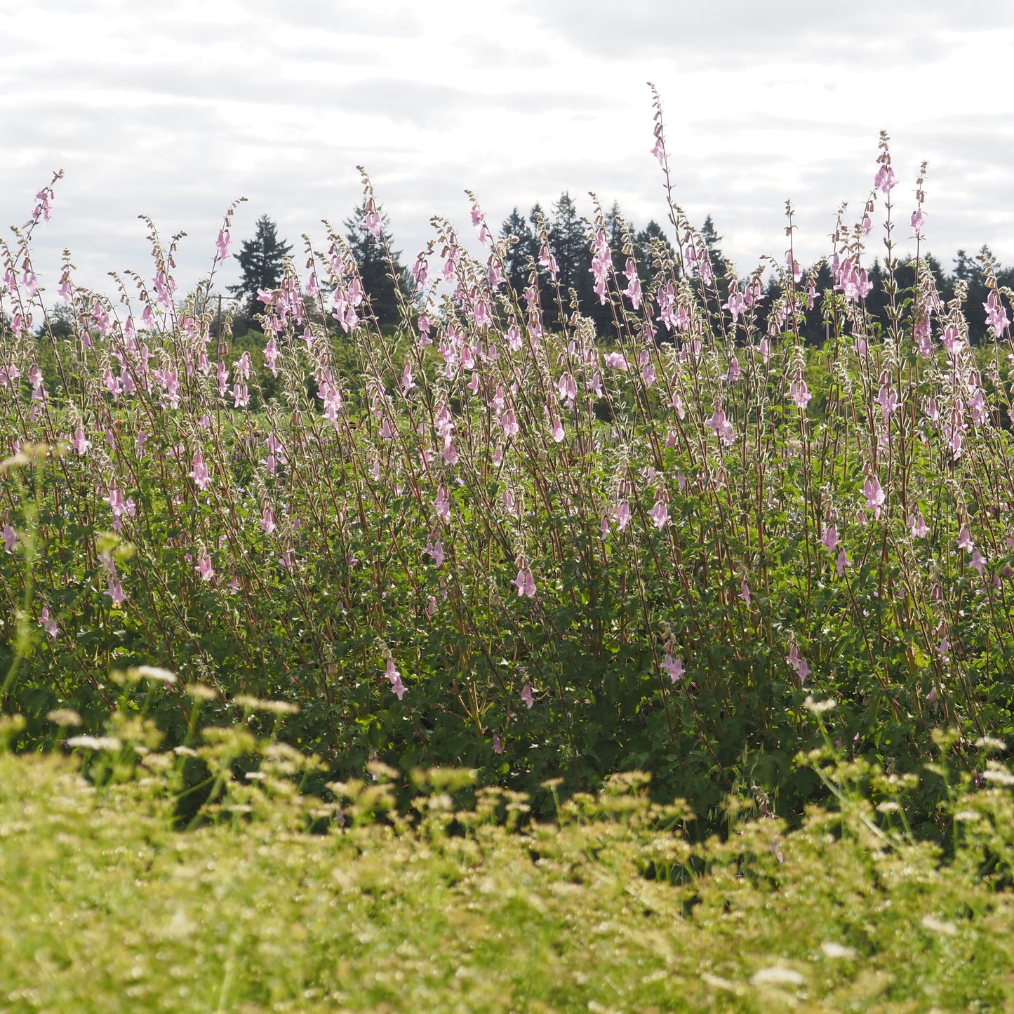 Foxglove, African - African Foxglove