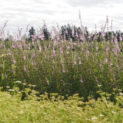 Foxglove, African - African Foxglove