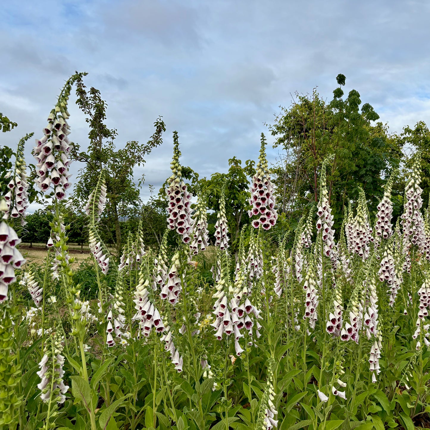 Fox Glove - Pam's Choice