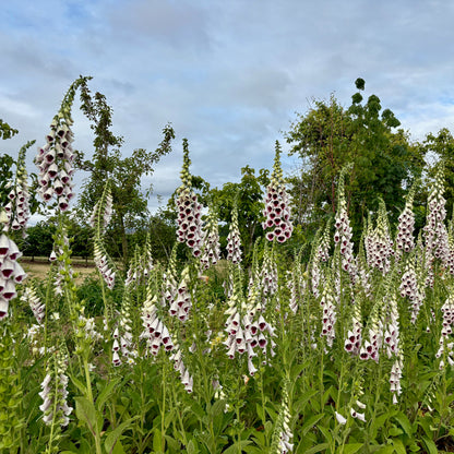 Fox Glove - Pam's Choice