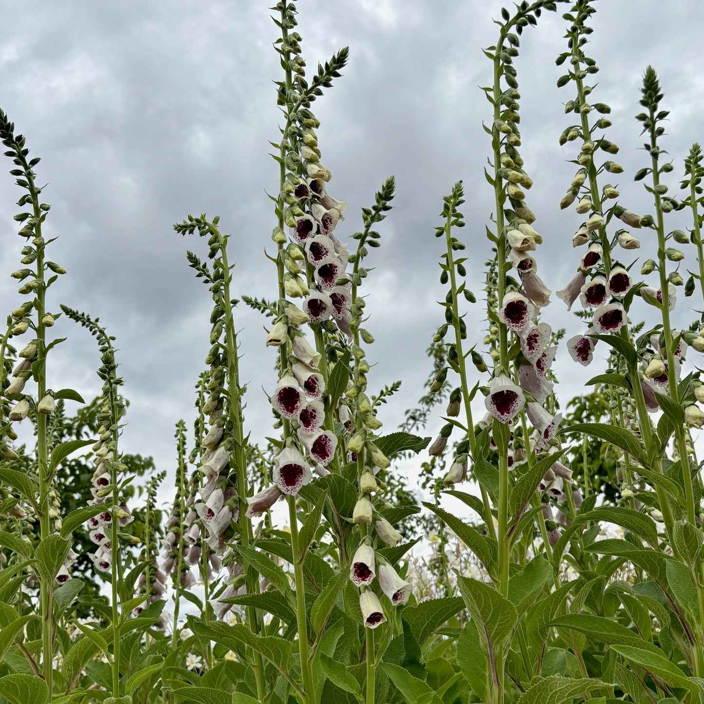 Fox Glove - Pam's Choice