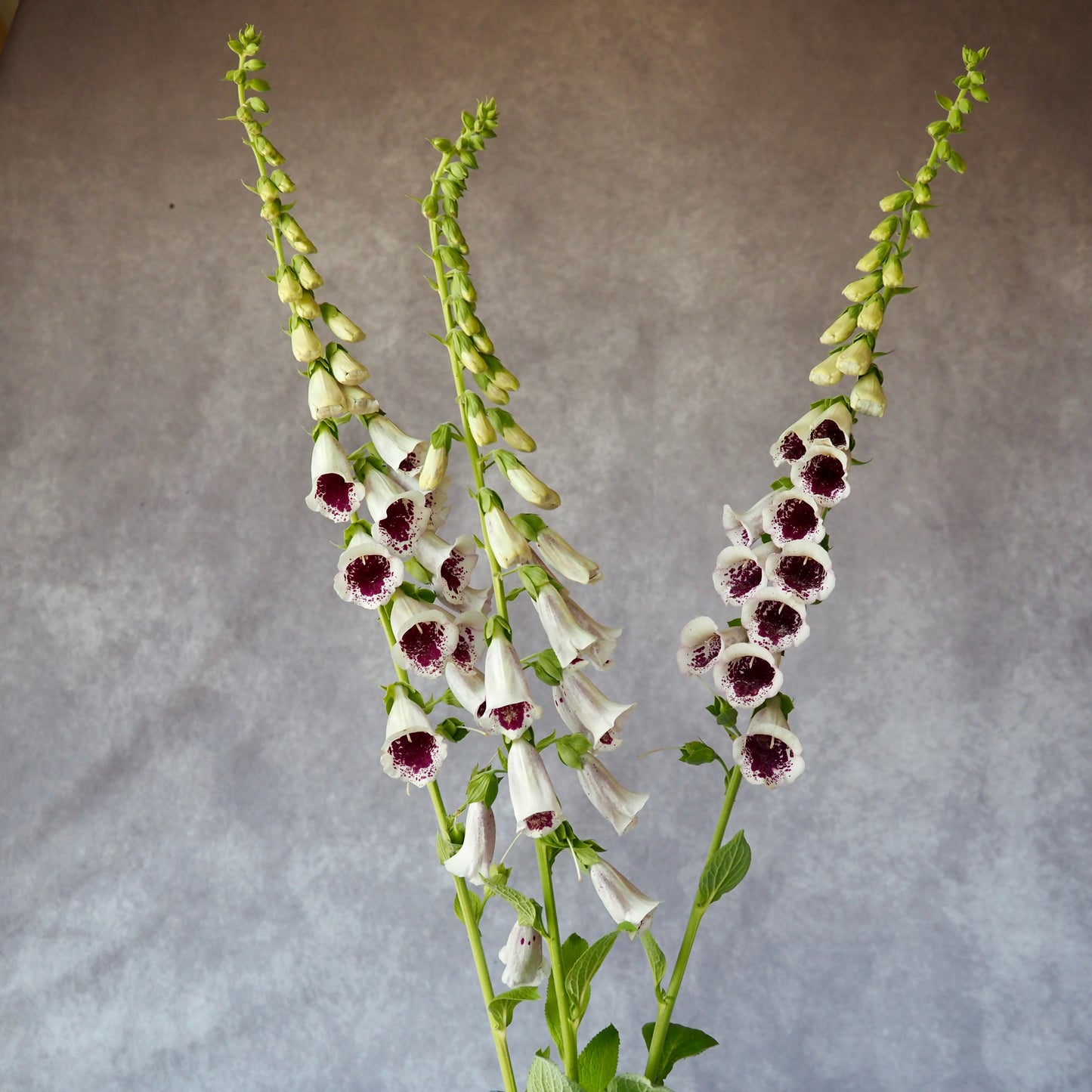 Fox Glove - Pam's Choice