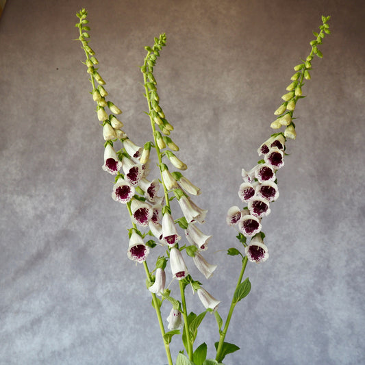 Fox Glove - Pam's Choice