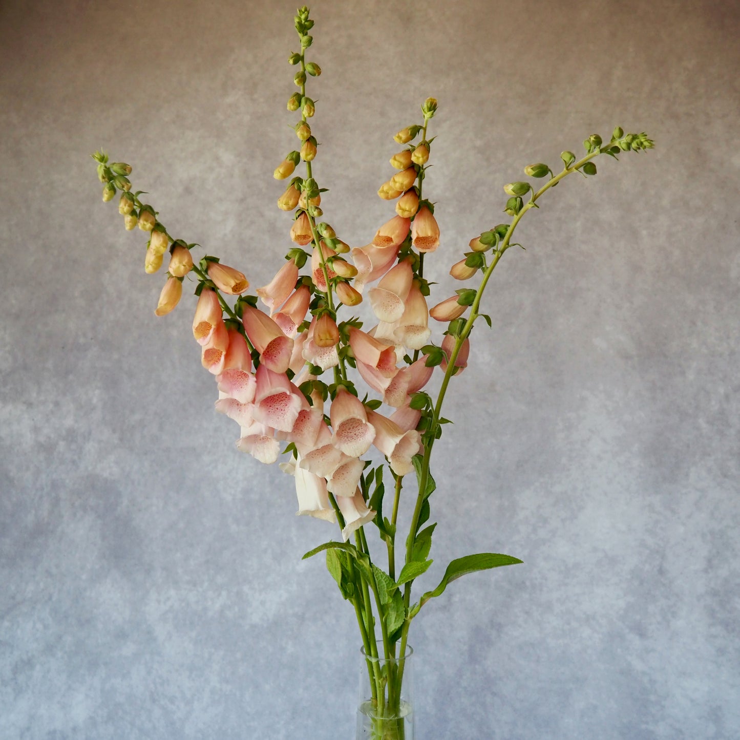 Fox Glove - Sutton's Apricot