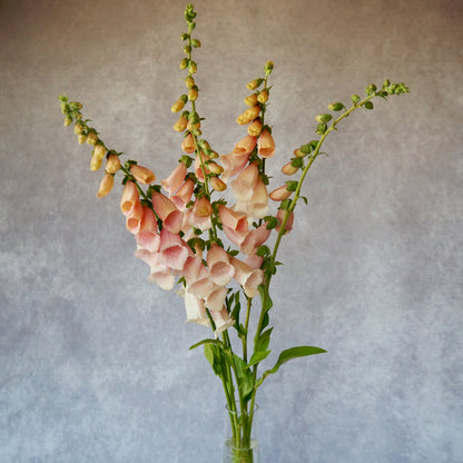 Fox Glove - Sutton's Apricot