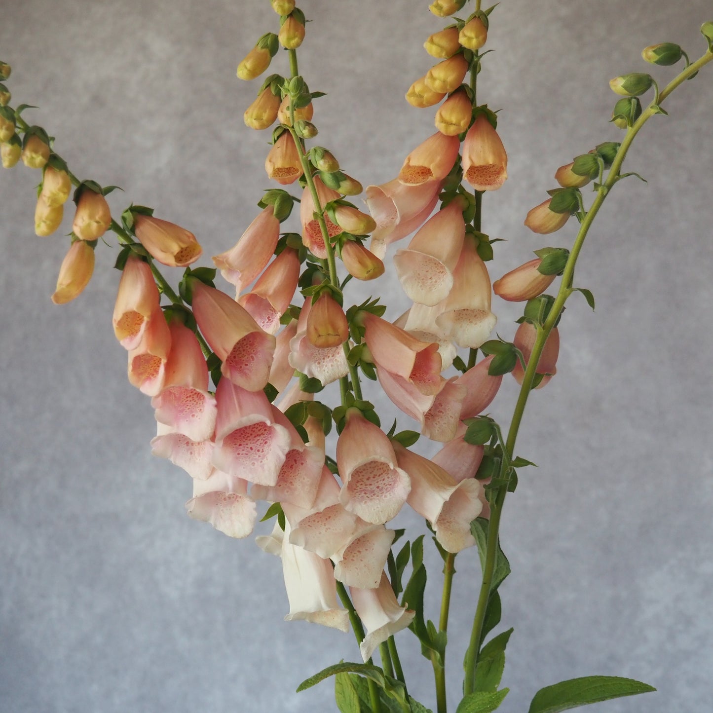 Fox Glove - Sutton's Apricot