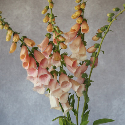 Fox Glove - Sutton's Apricot