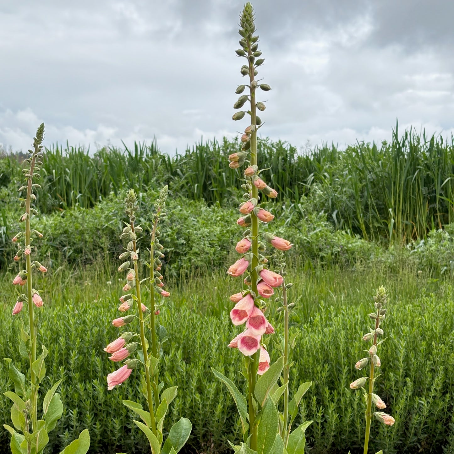 Fox Glove - Sutton's Apricot