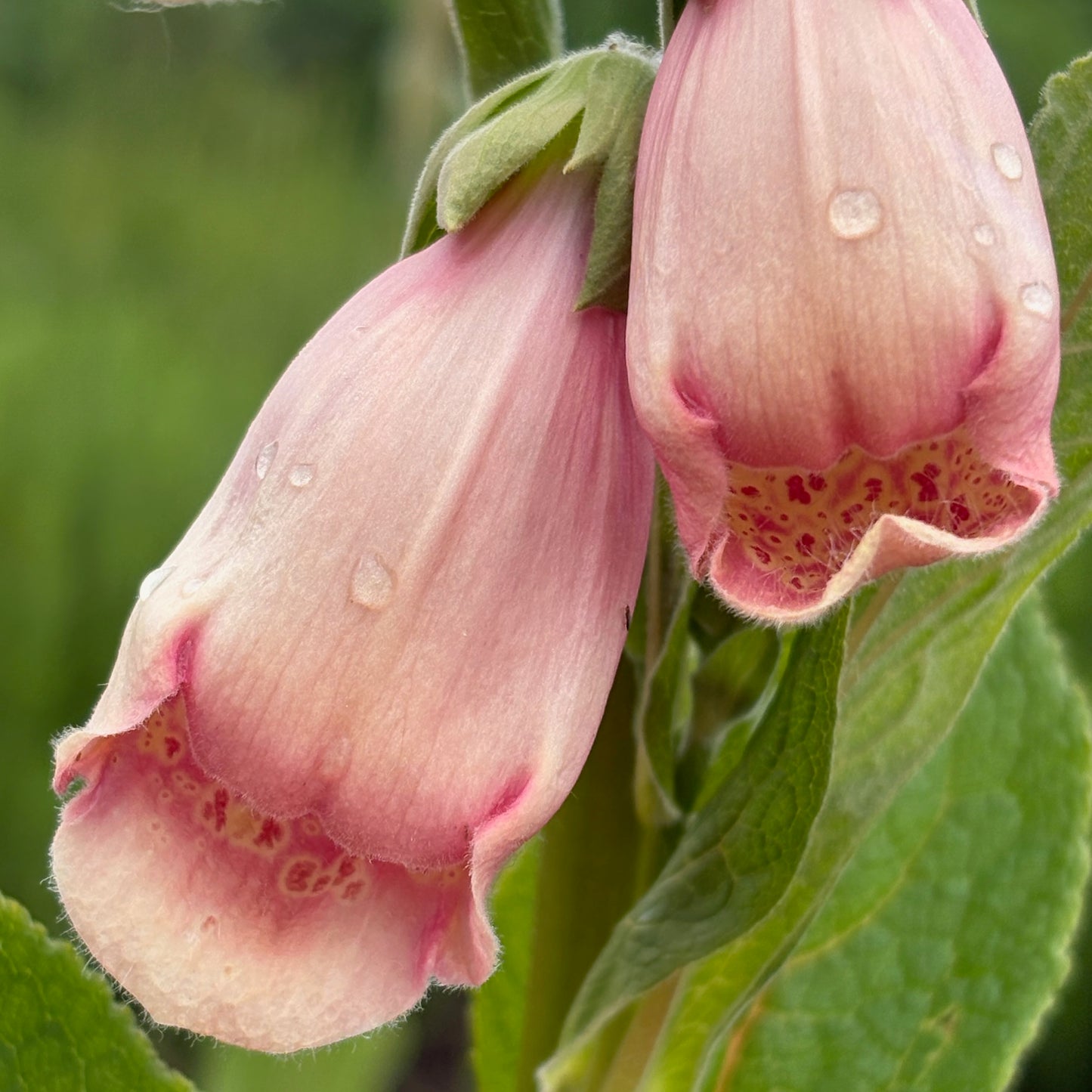 Fox Glove - Sutton's Apricot