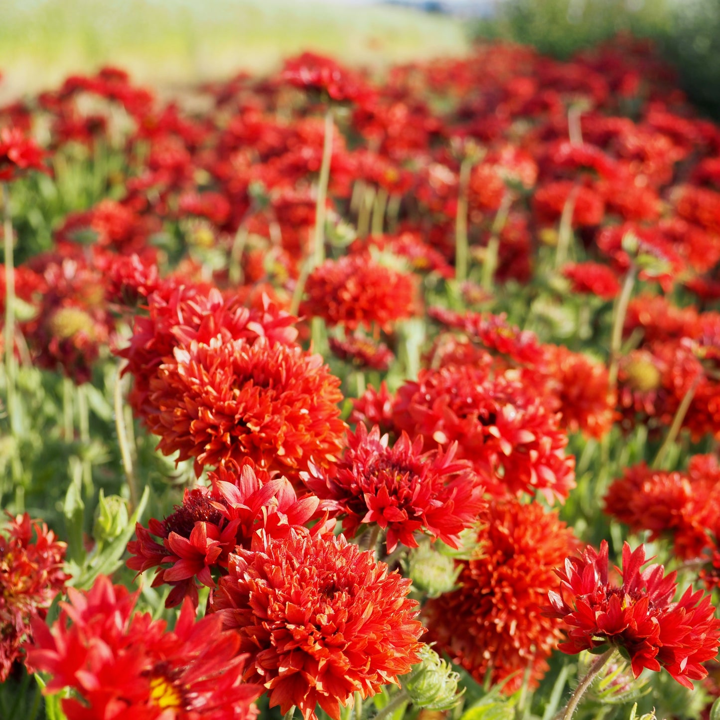 Gaillardia ⁃ Organic Seed - Red Plume