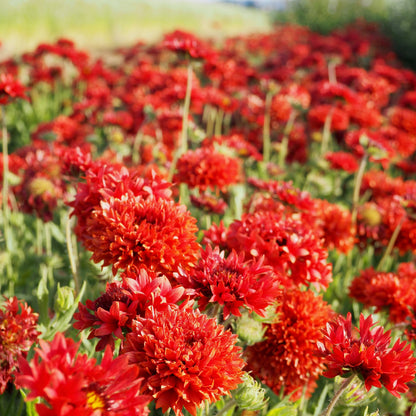 Gaillardia ⁃ Organic Seed - Red Plume