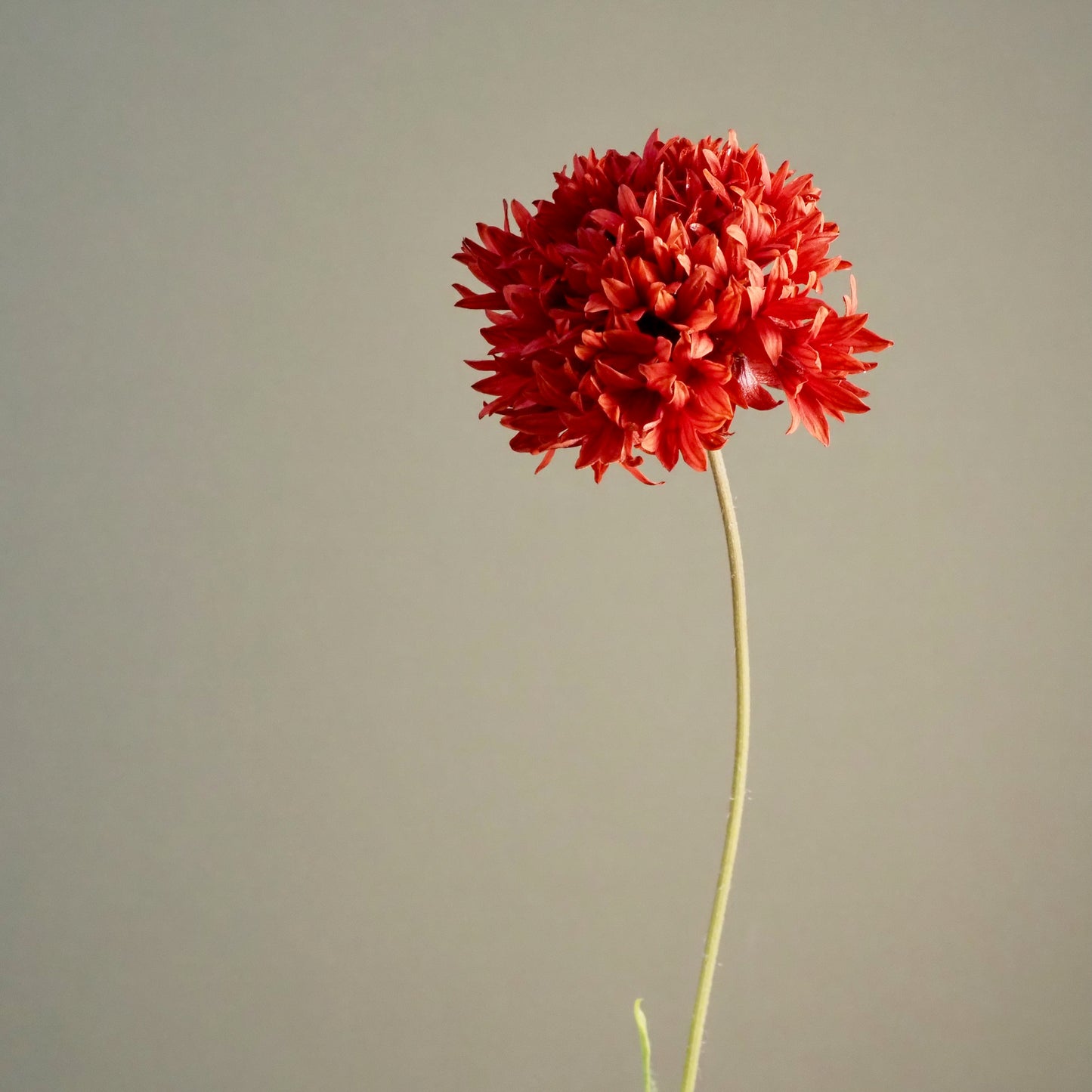 Gaillardia ⁃ Organic Seed - Red Plume