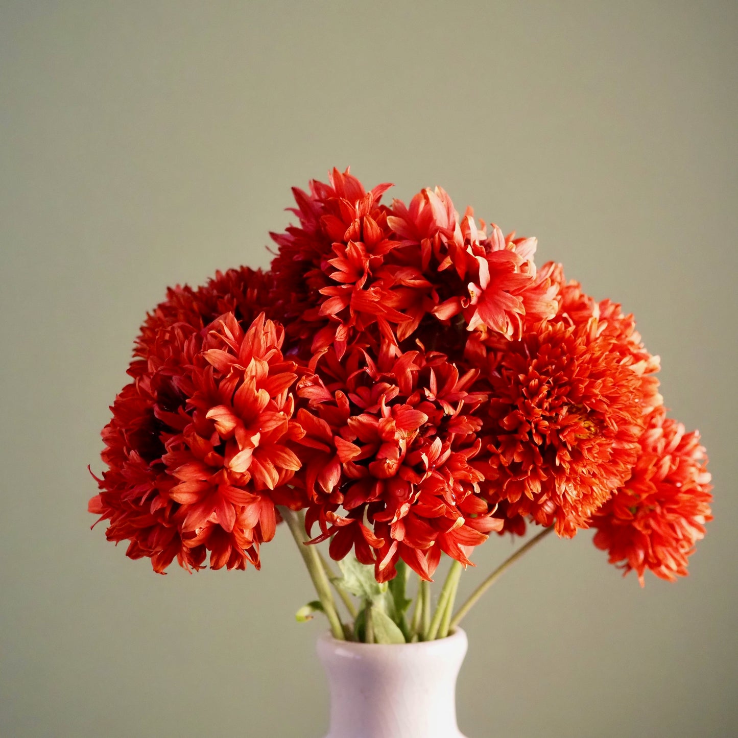 Gaillardia ⁃ Organic Seed - Red Plume
