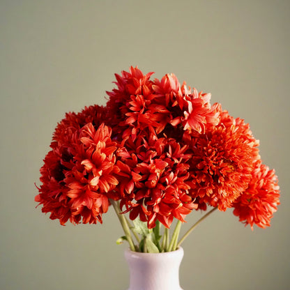 Gaillardia ⁃ Organic Seed - Red Plume