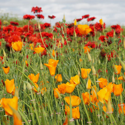 Gaillardia ⁃ Organic Seed - Red Plume