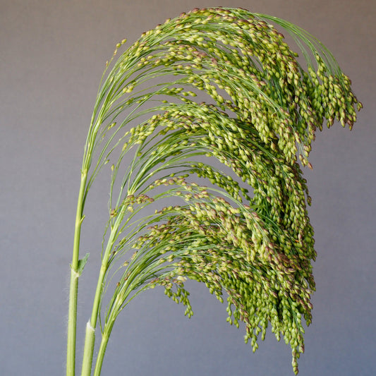 Ornamental Grass - Green Drops