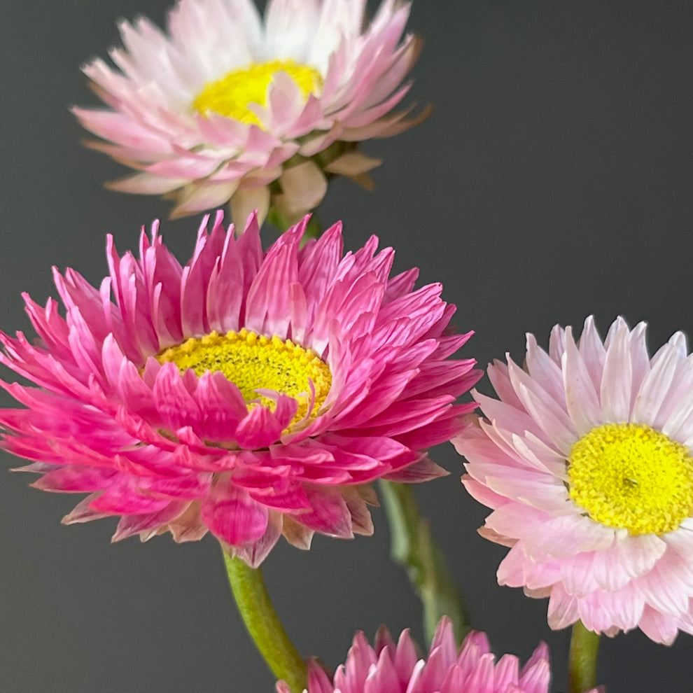 Helipterum (Paper Daisy) ⁃ Organic Seed - Pierrot Red – Summertime Seed Co.
