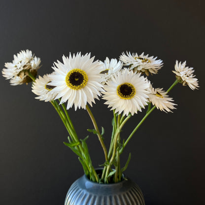 Helipterum (Paper Daisy) - Pierrot White