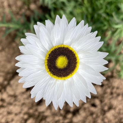 Helipterum (Paper Daisy) - Pierrot White