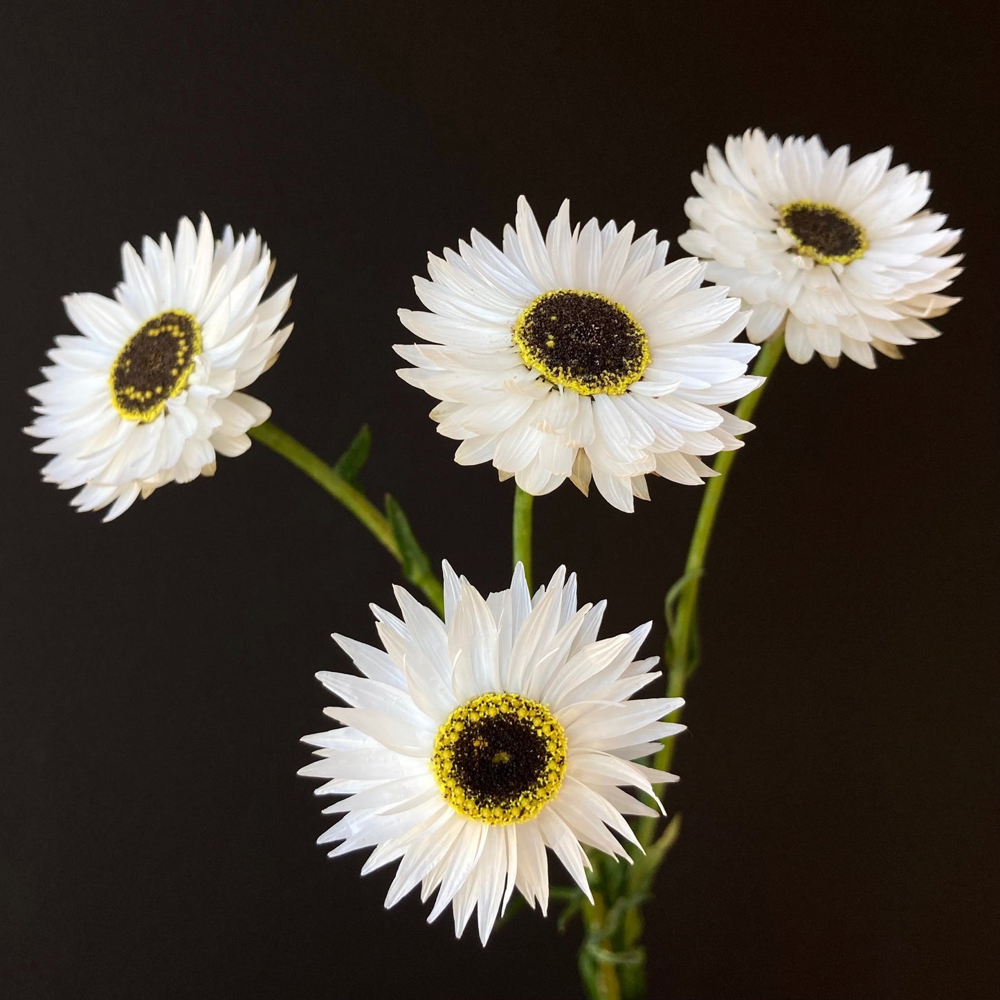 Helipterum (Paper Daisy) - Pierrot White