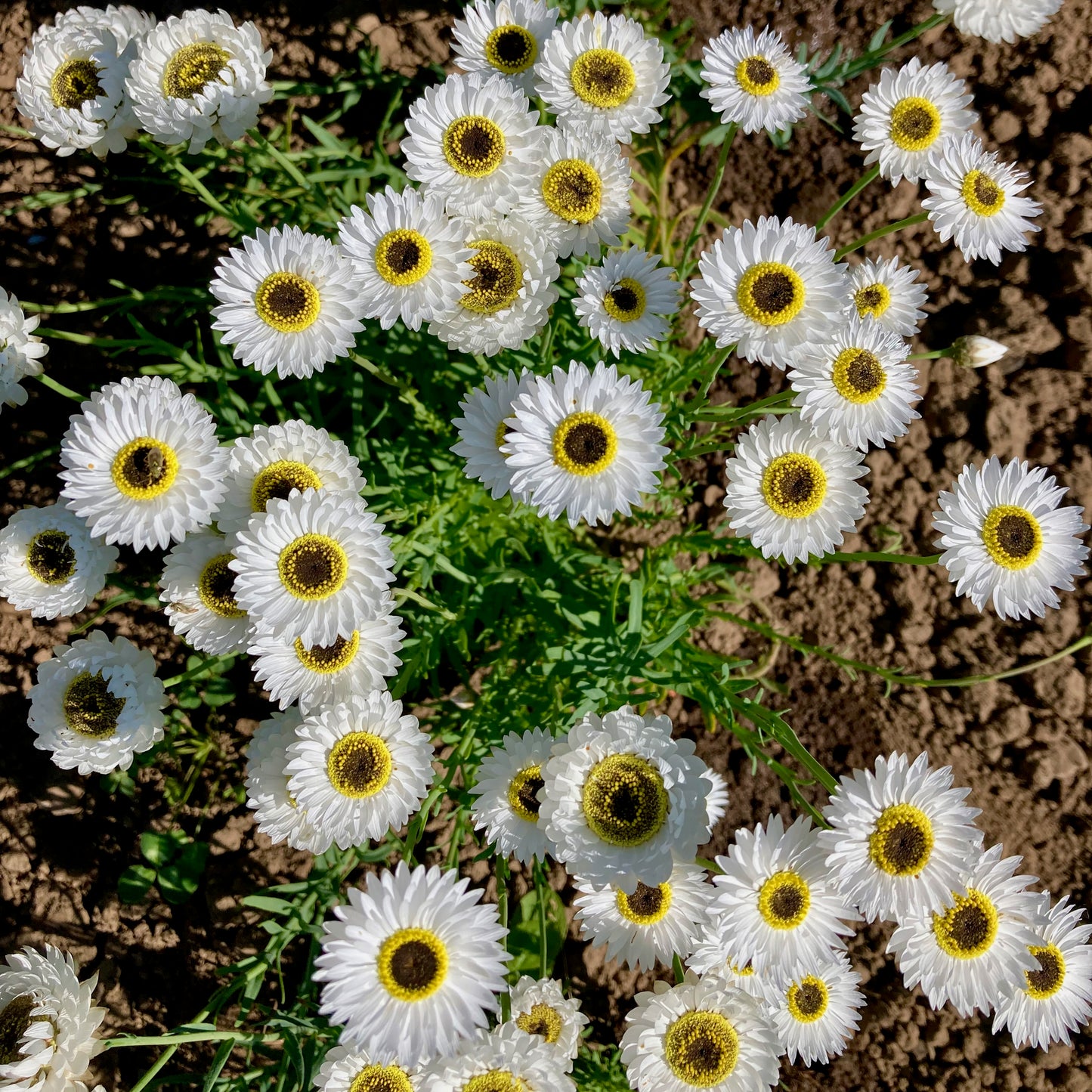 Helipterum (Paper Daisy) - Pierrot White