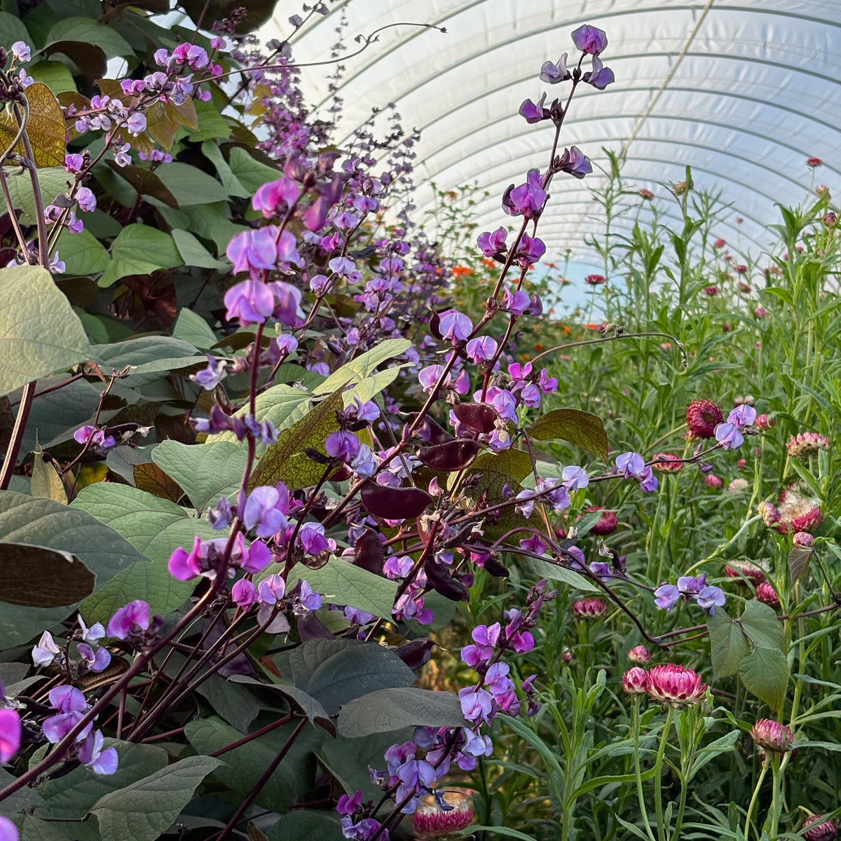 Summertime Ruby Hyacinth Bean ⁃ Organic Seed - Ruby Moon – Summertime Seed Co.
